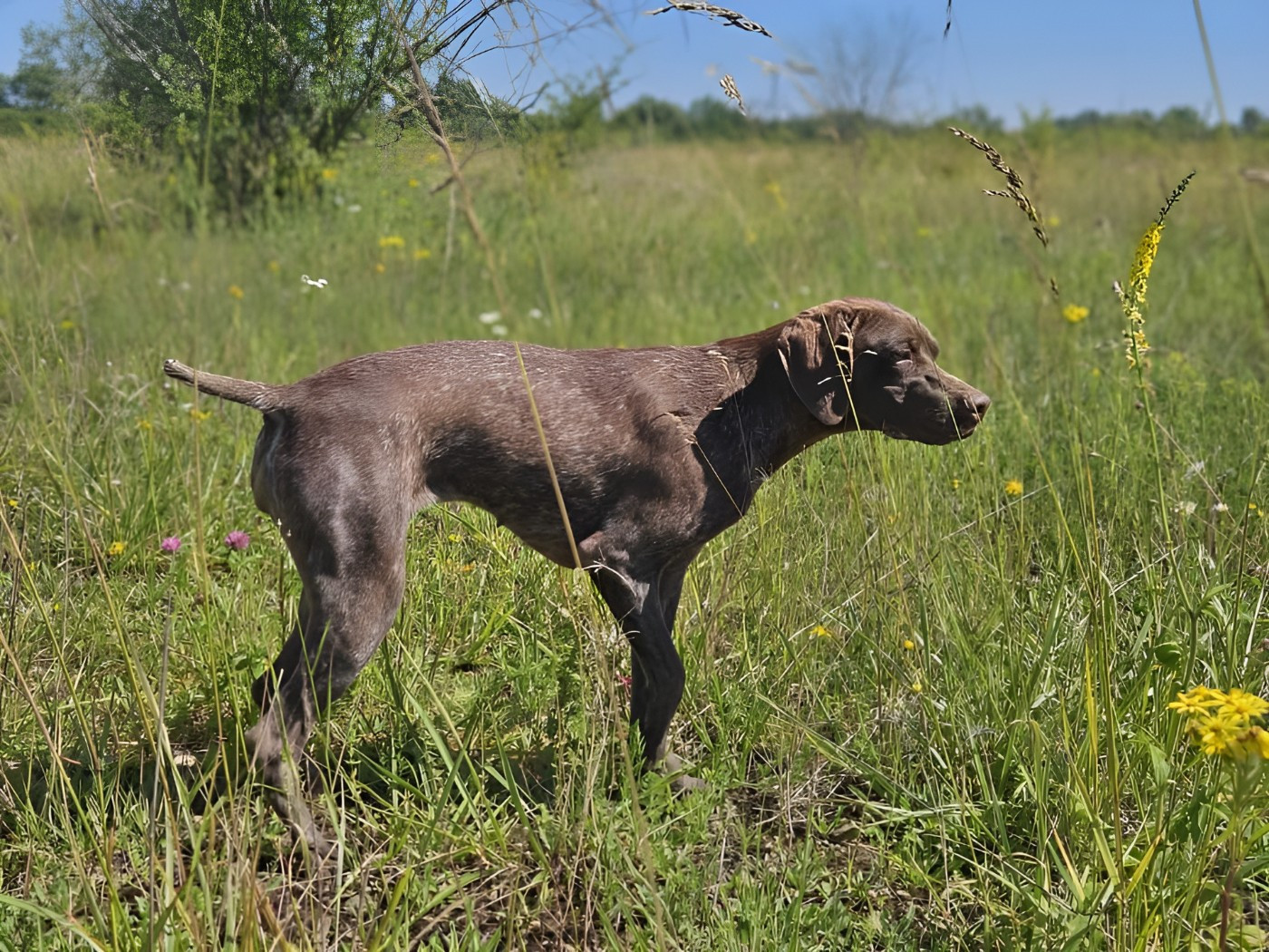 UNIGHT du Milobre de Bouisse
