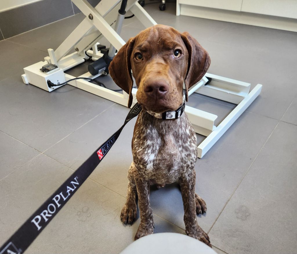 Du Royaume De Navarre - Chiots disponibles - Braque français, type Pyrenees (petite taille)