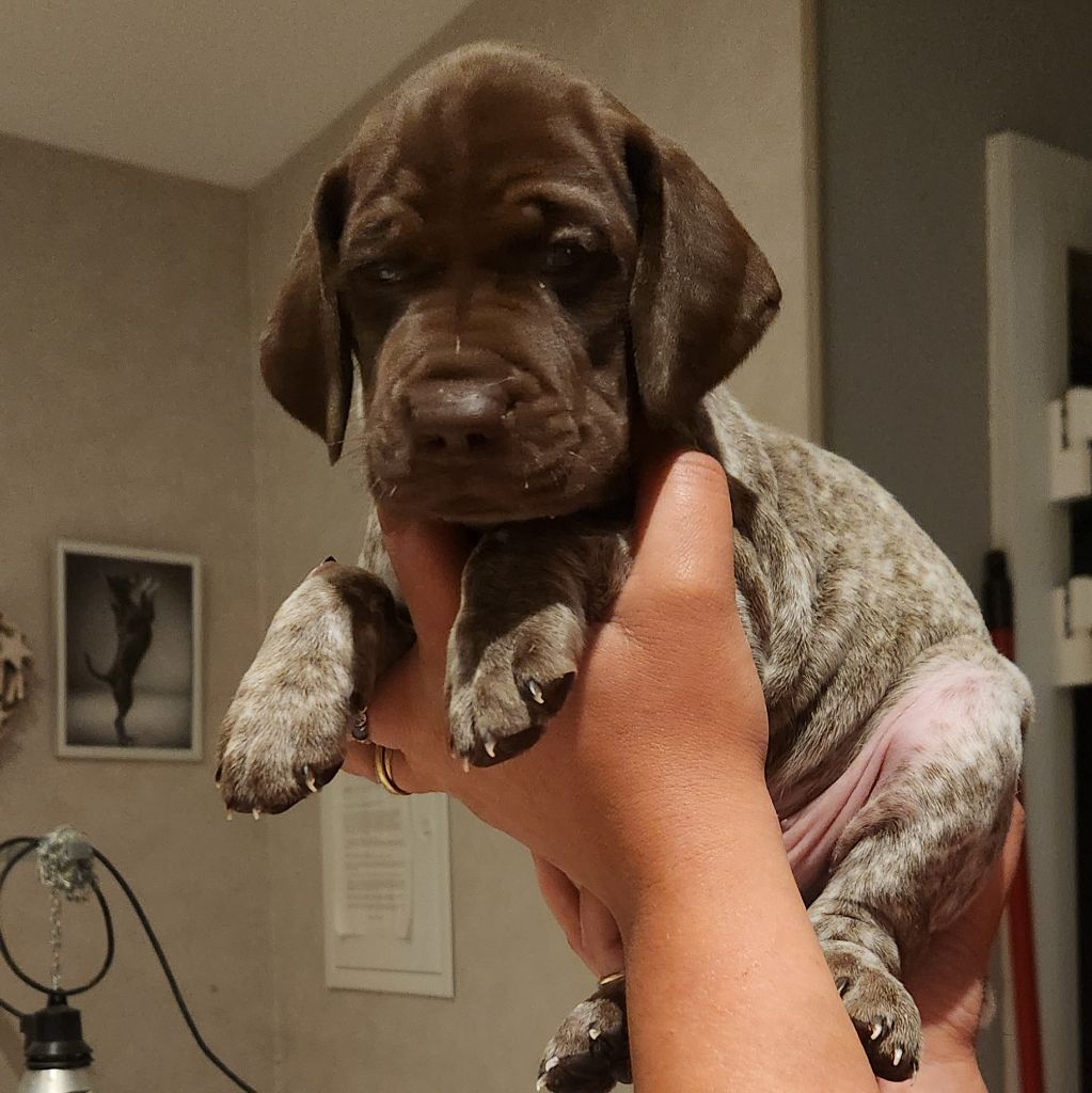 Du Royaume De Navarre - Chiots disponibles - Braque français, type Pyrenees (petite taille)