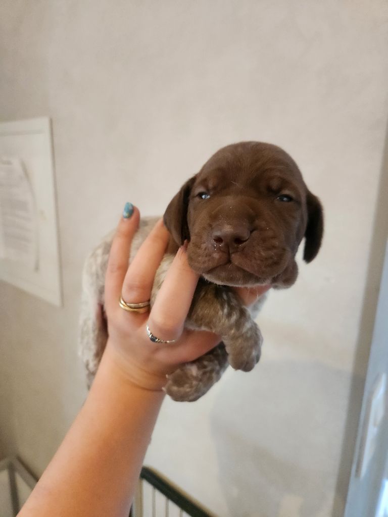 Du Royaume De Navarre - Chiots disponibles - Braque français, type Pyrenees (petite taille)